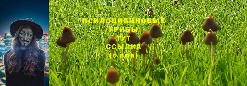 Псилоцибиновые грибы Psilocybe  мега как войти  Серпухов 